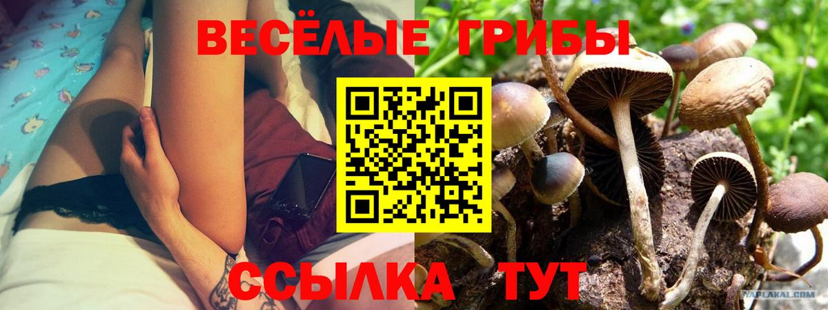Саранск  Псилоцибиновые грибы GOLDEN TEACHER  Вход с VPN 
